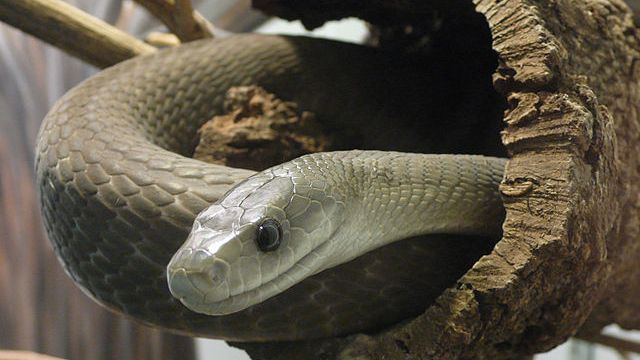 Mamba ern Nejrychlej Had Sv ta Dok e Zab t lov ka I Pouh mi mamba-ern-nejrychlej-had-sv-ta-dok-e-zab-t-lov-ka-i-pouh-mi
